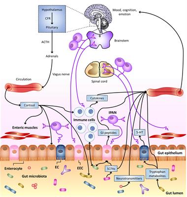 The Neuro-endocrinological Role of Microbial Glutamate and GABA Signaling